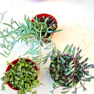 succulent plants 4 inch hanging succulent plant